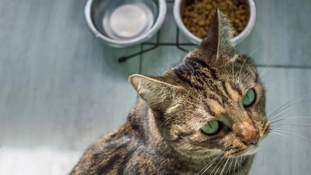 Cats And Peanut Butter