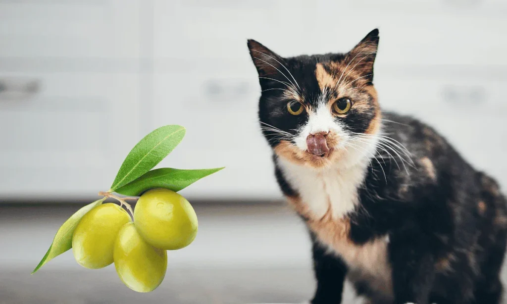 Cats Do Around Olives