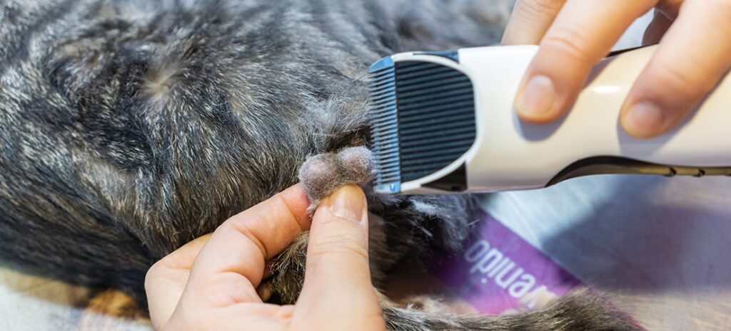 Cats Need To Be Before Getting Fixed