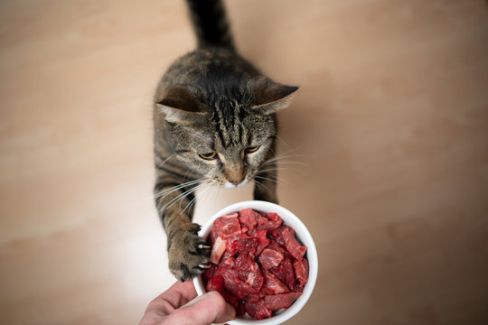 Cats and Meat