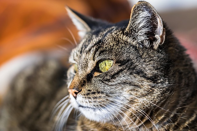 Clean a Cat’s Eye Infection