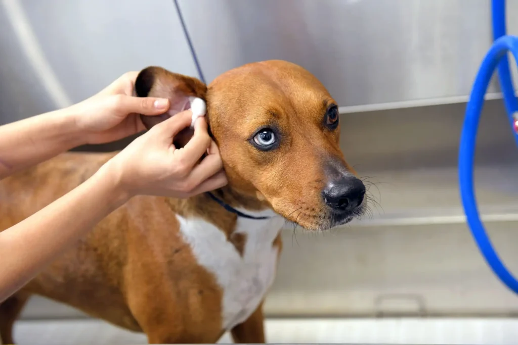 Clean a Dog's Ears