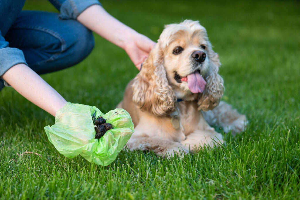 Collect a Stool Sample From a Dog