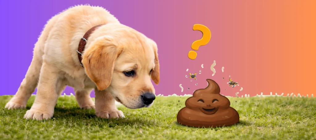 Dog Eating Poop