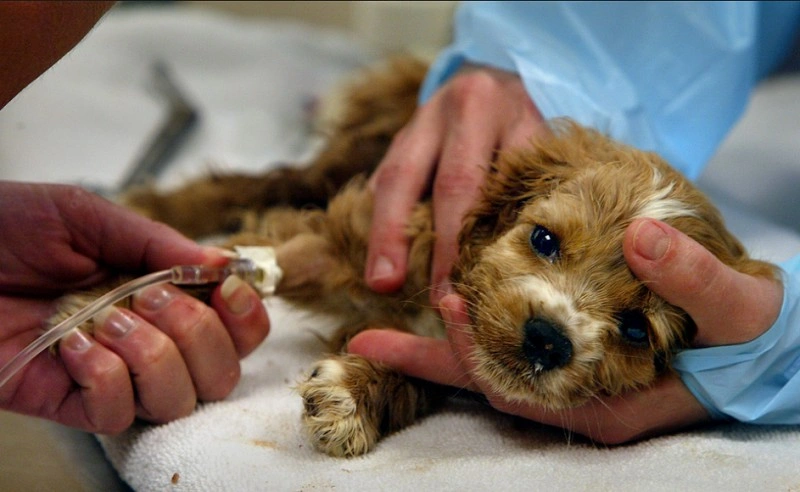 Dog Might Have Parvo