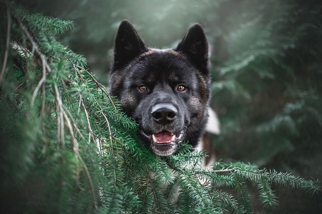 Dog Starts Coughing