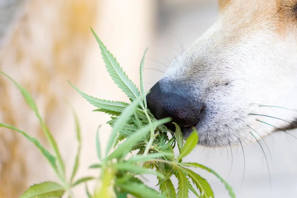 Dog Weed