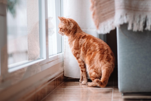 Fever Signs in Cats