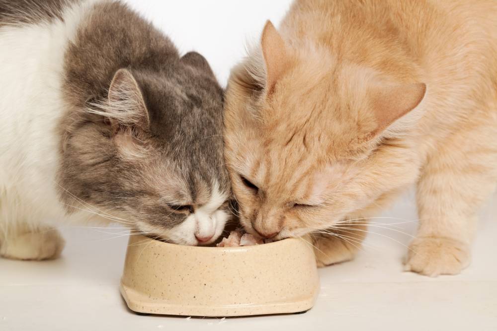 Free Feeding Cats