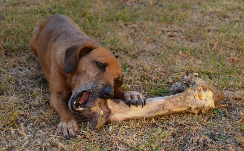 Hand Out Rib Bones at My Kennel
