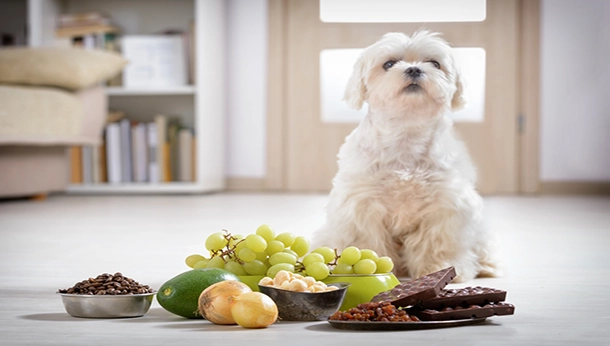 Ignore Onions and Garlic Around Dogs