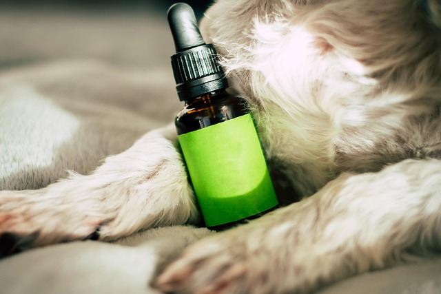 Is Tea Tree Oil Safe for Dogs