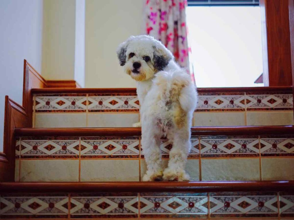 Old Dog Handle Stairs
