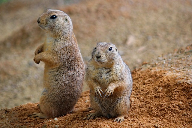 Prairie Dog