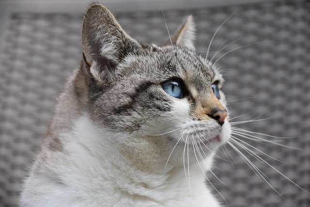 Street-Savvy Cat