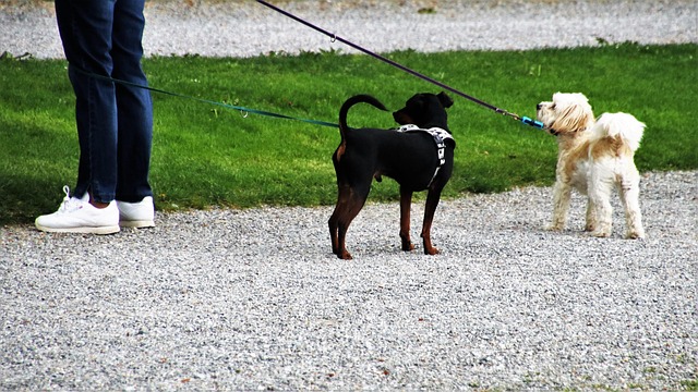 Taking a Cat Outside on a Leash