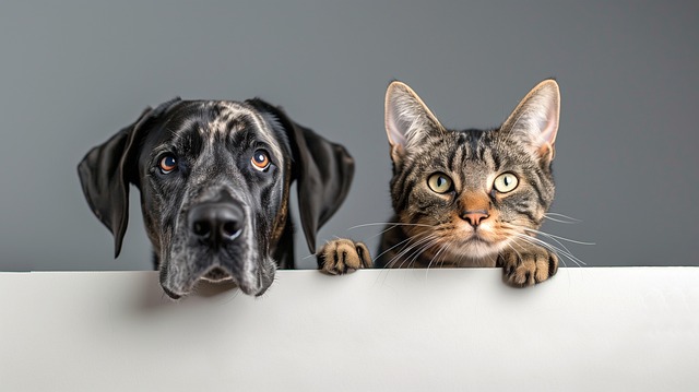 Train Dogs and Cats