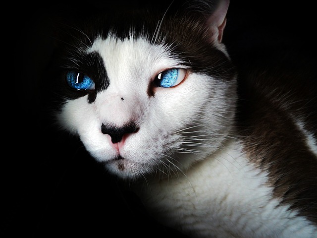 Vision Problems in Cats