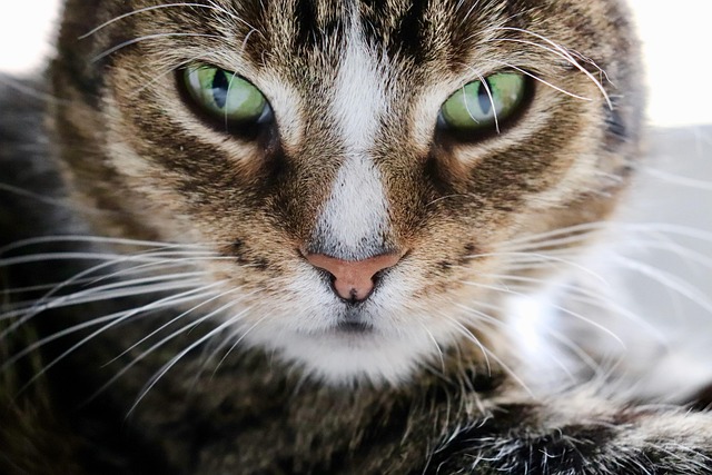 Why Won't My Cat Pee